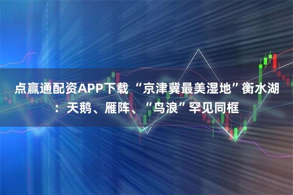 点赢通配资APP下载 “京津冀最美湿地”衡水湖:天鹅、雁阵、“鸟浪”罕见同框