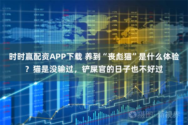 时时赢配资APP下载 养到“丧彪猫”是什么体验？猫是没输过，铲屎官的日子也不好过