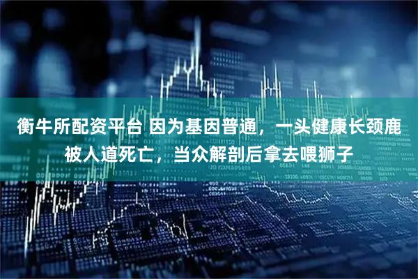 衡牛所配资平台 因为基因普通，一头健康长颈鹿被人道死亡，当众解剖后拿去喂狮子